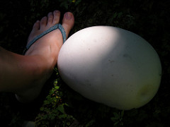 Bigegg01.jpg