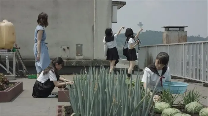 File:学园孤岛真人版-卷心菜.webp