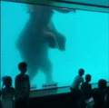 海洋館裡的大象 GIF2.gif