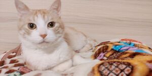 琥珀的貓貓柚子.jpg