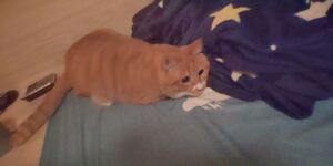 琥珀的貓貓橘子.jpg