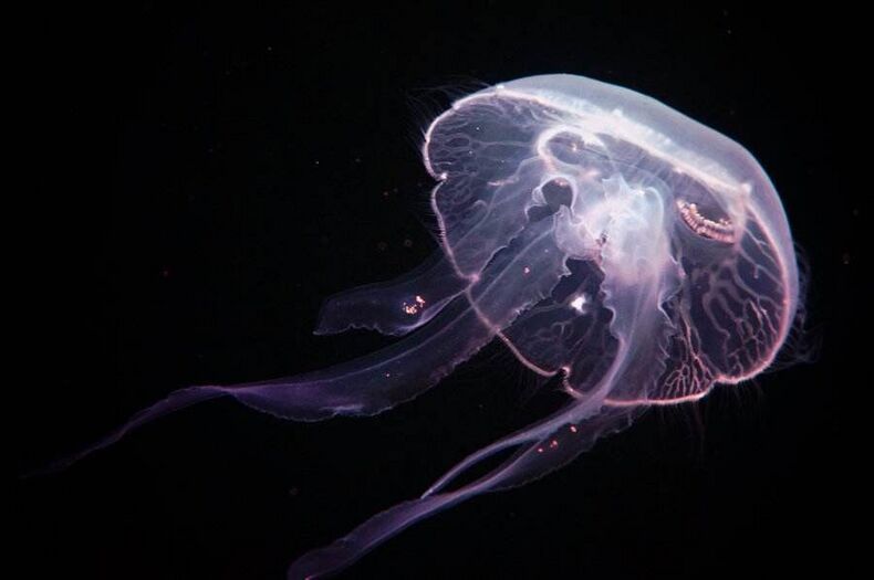 海月水母-圖源百度百科
