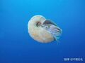 现生异鹦鹉螺属，鹦鹉螺科出现于全新世，几乎与人类同时，它们从不是什么古老的活化石。