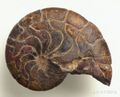 阿图尔鹦鹉螺科化石，起源于版舌角石科的它是鹦鹉螺最后一次科一级的分化