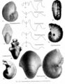 克莱底鹦鹉螺超科化石及缝合线