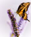 Dancing on Lavender (37789825).jpg