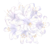 Flower Nerine.png