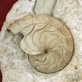 板舌角石化石