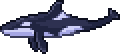 Orca.webp