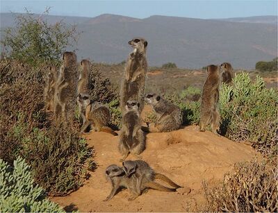 Oudtshoorn Meerkat.jpg