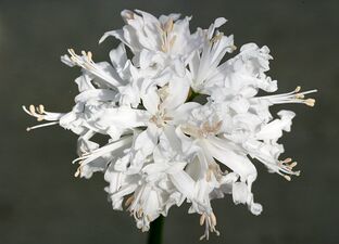 Real flowers Nerine 02.jpg