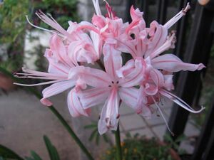 Real flowers Nerine 03.jpg