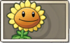 Sunflower Common Seed Packet.png