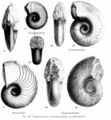 管角石科化石，三叠纪末灭绝事件之后，鹦鹉螺目仅存此一科下的一个属（即新生角石属），此后的鹦鹉螺都是由这个属演化而来的