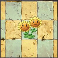 Twin Sunflower Almanac.jpg